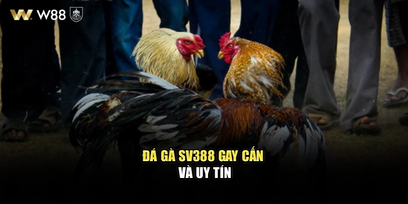 Đá gà Sv388 gay cấn và uy tín