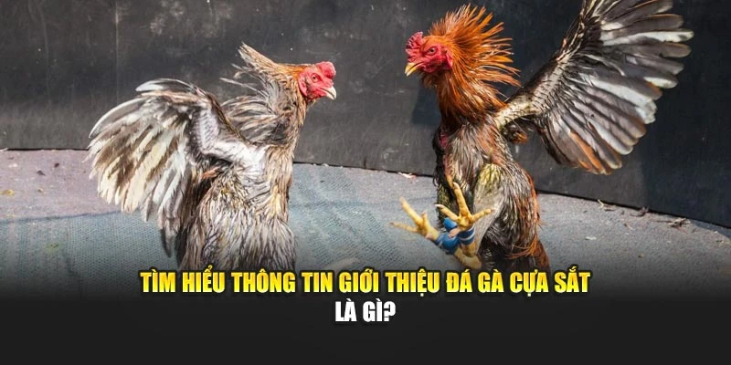Tìm hiểu thông tin giới thiệu đá gà cựa sắt là gì?