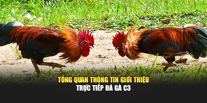 Tổng quan thông tin giới thiệu trực tiếp đá gà C3