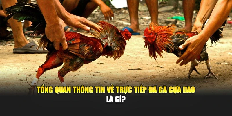 Tổng quan thông tin về trực tiếp đá gà cựa dao là gì?